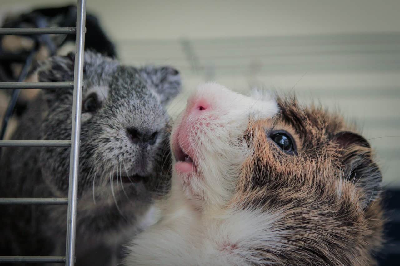 Best exotic pets for first-time owners, a close-up picture of two guinea pigs