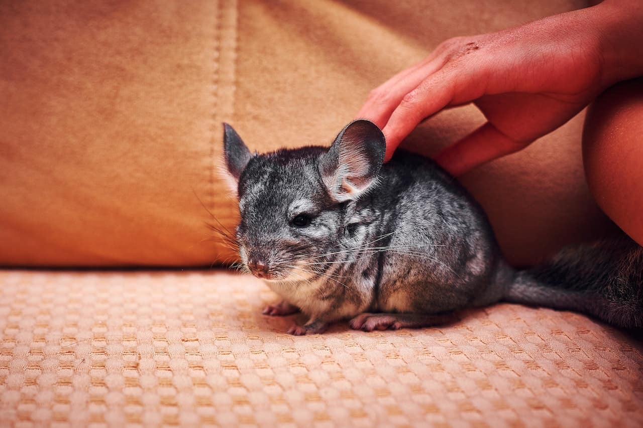 How to care for a chinchilla, a hand petting a cure chinchilla