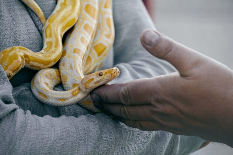 The Pros and Cons of Owning a Snake