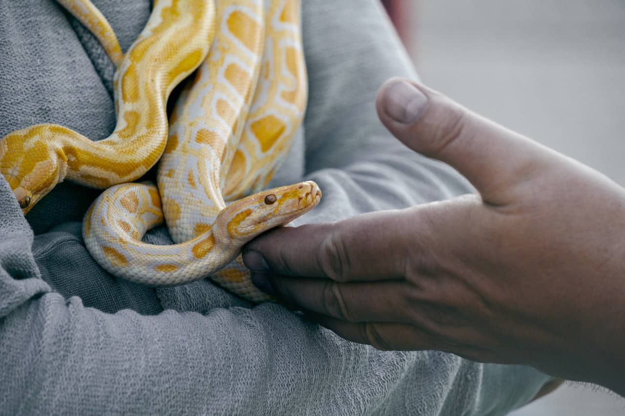 The Pros and Cons of Owning a Snake, a hand petting a snake