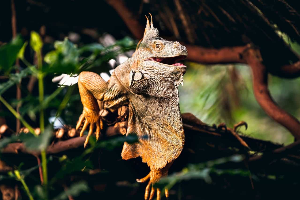 What You Need to Know Before Getting an Exotic Pet, Brown and Gray Bearded Dragon on Brown Tree Branch