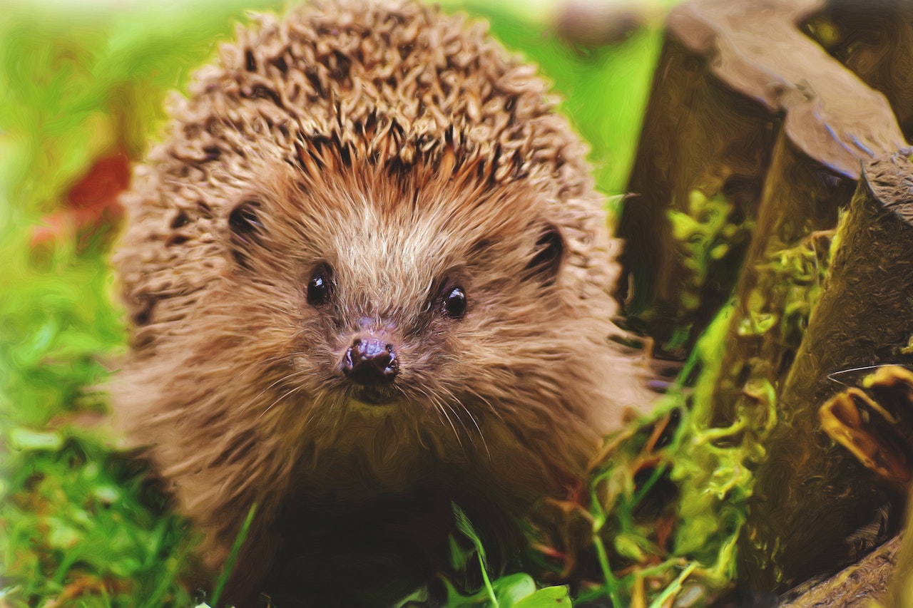Why hedgehogs make great pets, a hedgehog sitting in the wilderness