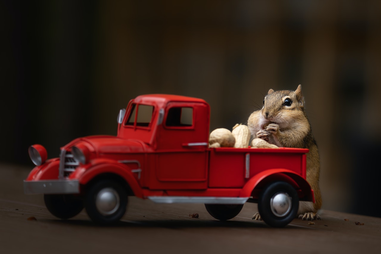 Best Toys for Exotic Pets, a squirrel next to a toy truck