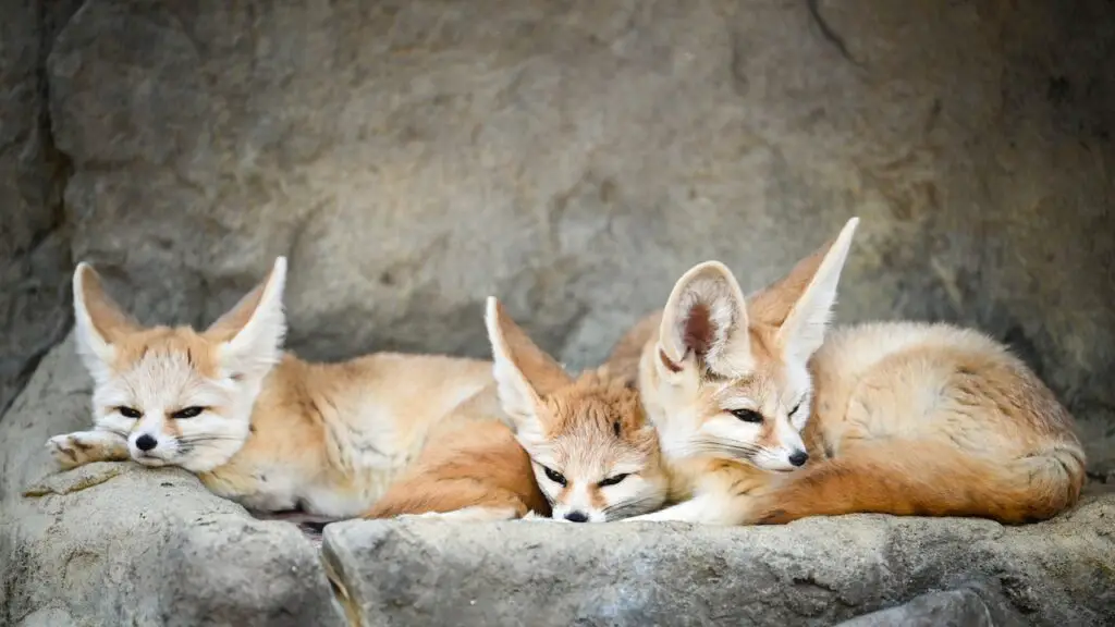 Cutest Exotic Pets, three fennec foxes laying on a rock