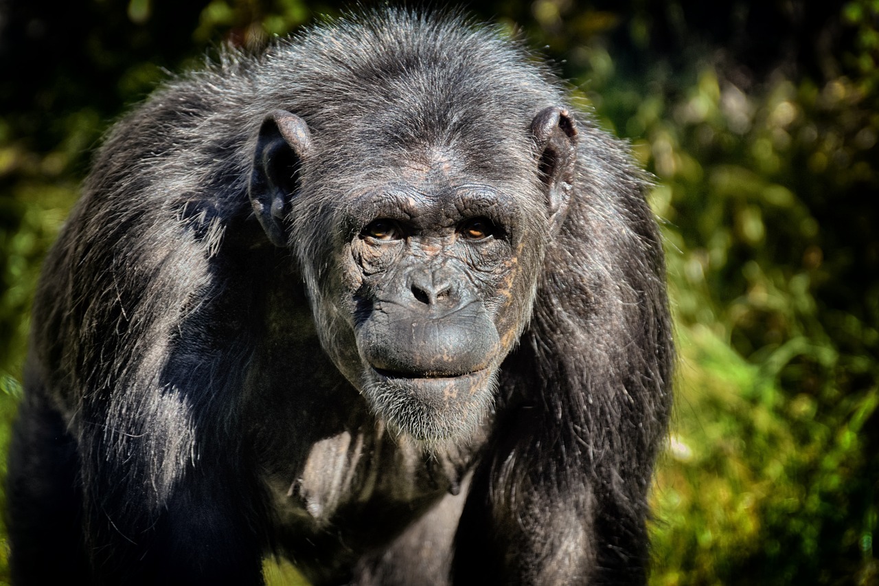 Dangerous Exotic Pets, a close up of a chimpanzee