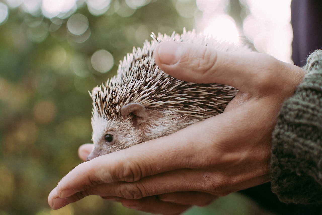 Escaped Exotic Pet Here's What to Do, someone holding a hedgehog in their hand