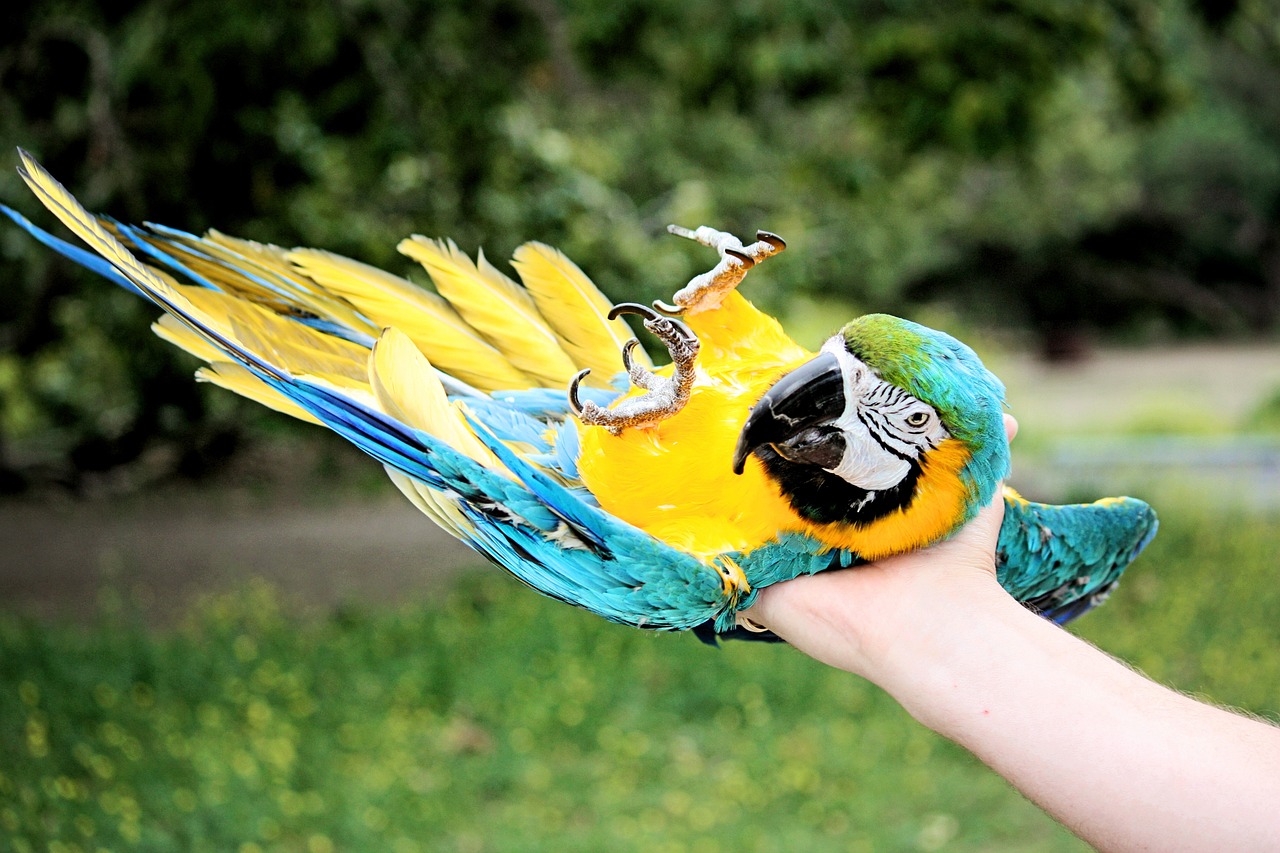 Exotic Pet Benefits Top Reasons to Own an Exotic Pet, someone petting a parrot