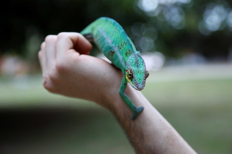 Exotic Pet Bonding Tips: How to Bond With Your Exotic Pet