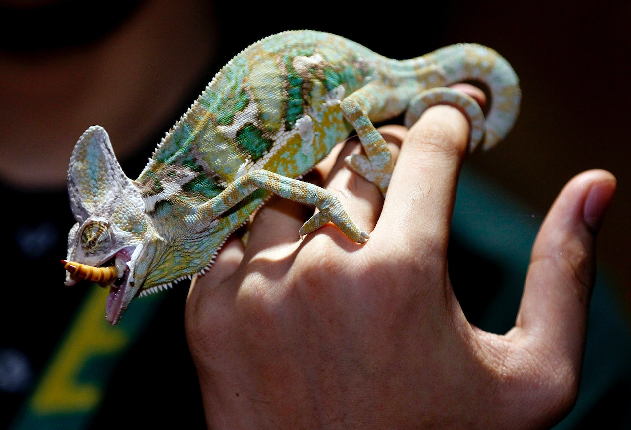 Exotic Pet Feeding Tips, a chameleon eating a worm