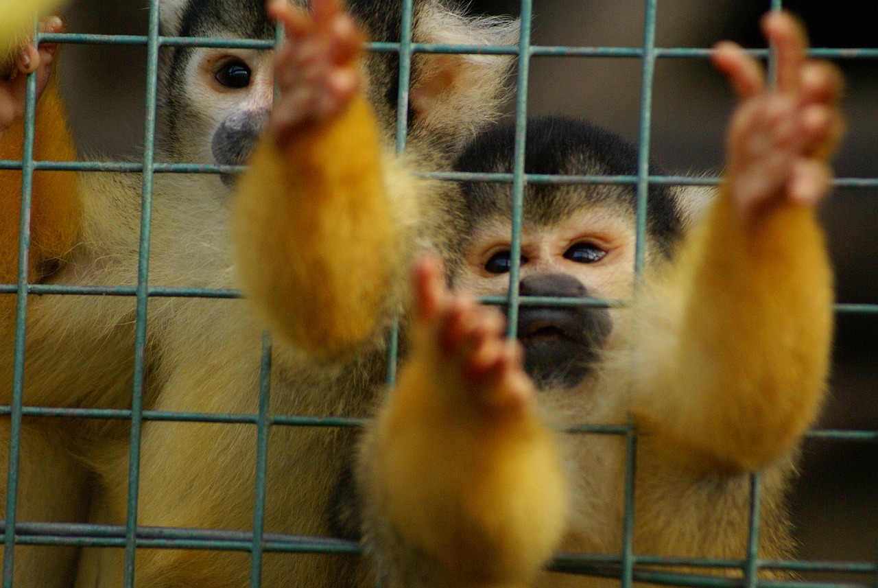 Exotic Pet Trade Dark Side, monkeys in a cage