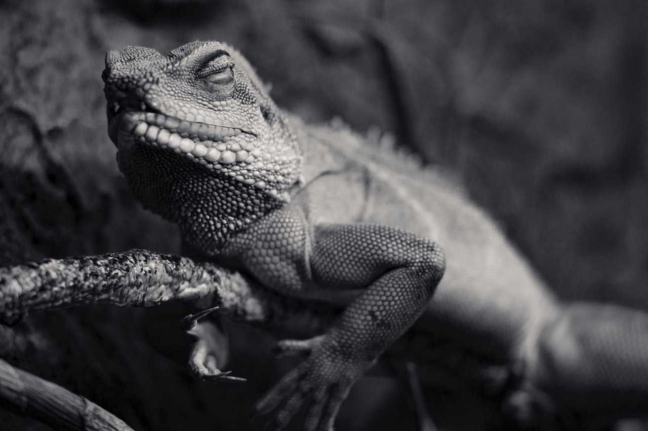 Exotic Pets Health Issues - Most Common Problems, a lizard standing on a branch