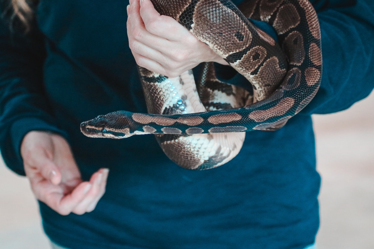 How to Handle Exotic Pets Safely, a person holding a snake