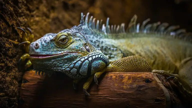 How to Keep Your Exotic Pet Happy and Healthy: Ultimate Guide
