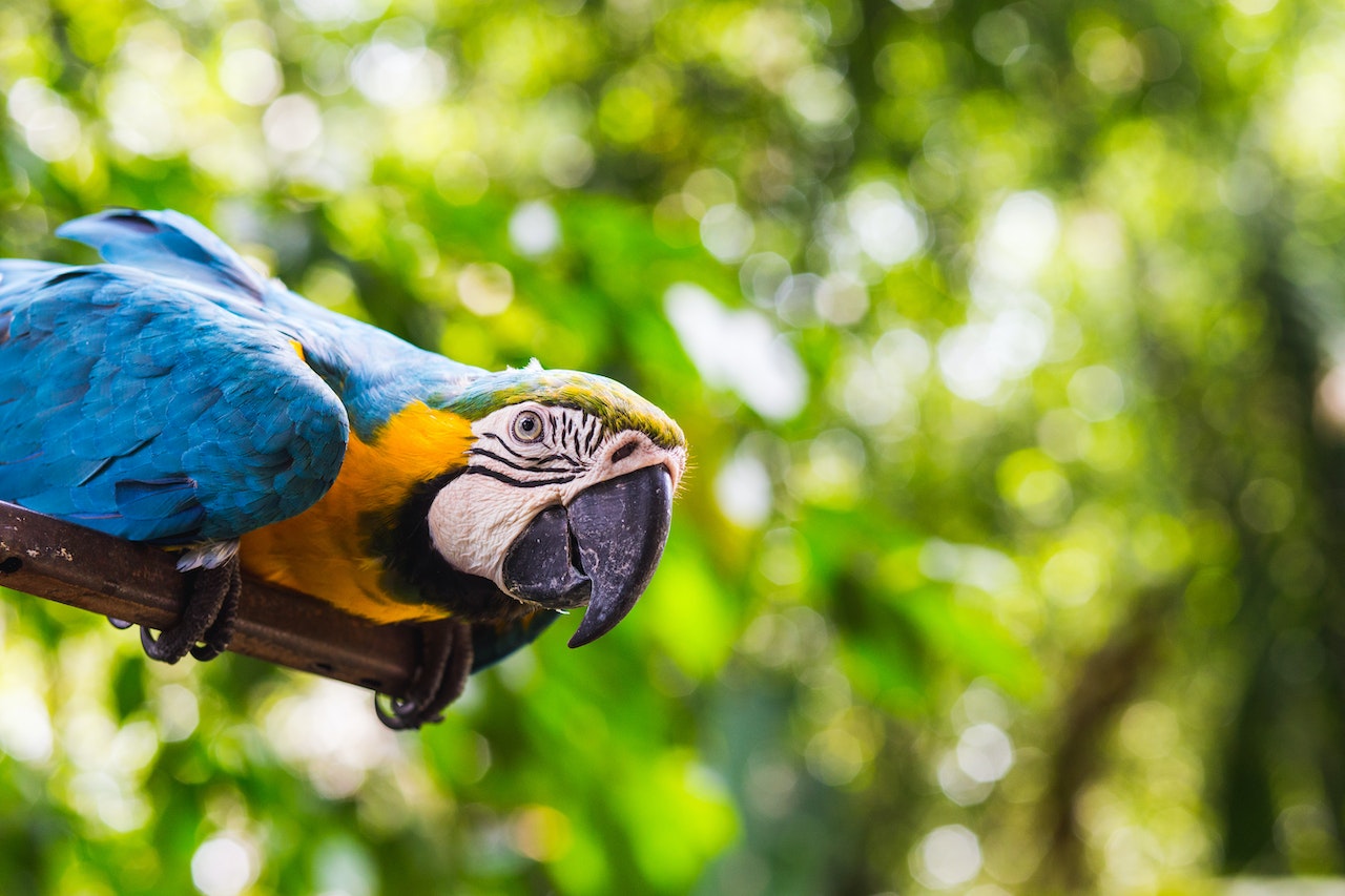 How to Train Your Exotic Pet, a parrot looking at something