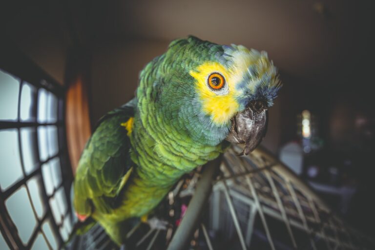 The Truth About Keeping an Exotic Pet in an Apartment