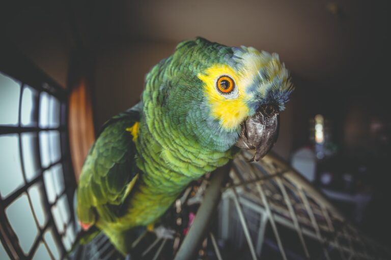 Keeping an Exotic Pet in an Apartment, a parrot on top of a cage