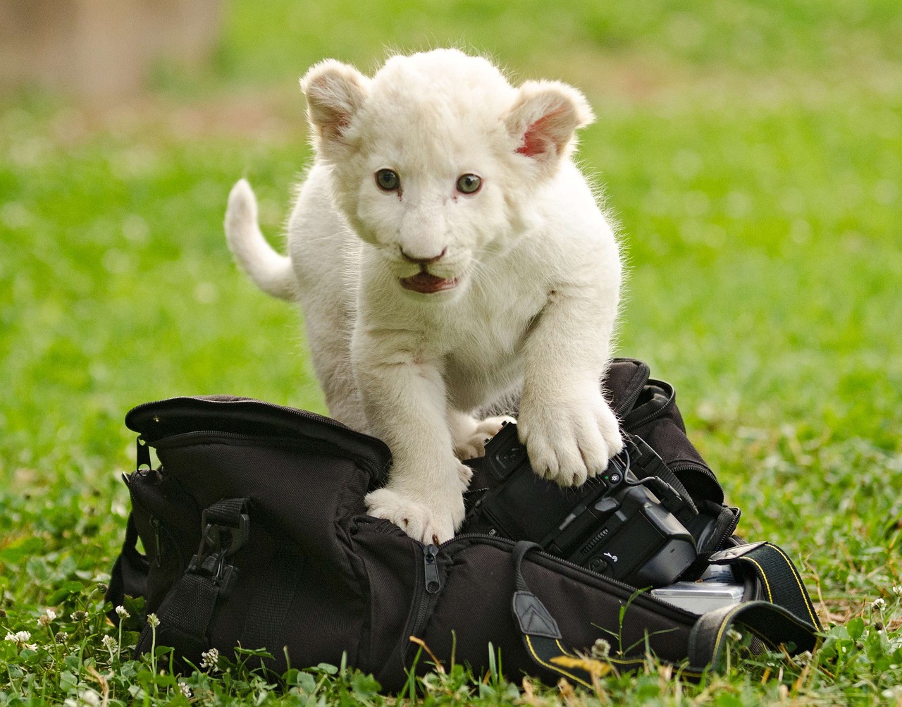 Most Expensive Exotic Pets in the World, a white lion cub