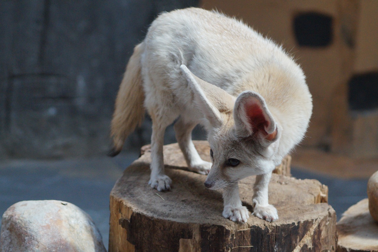 Teaching Your Exotic Pet New Tricks, a Fennec fox standing on a log