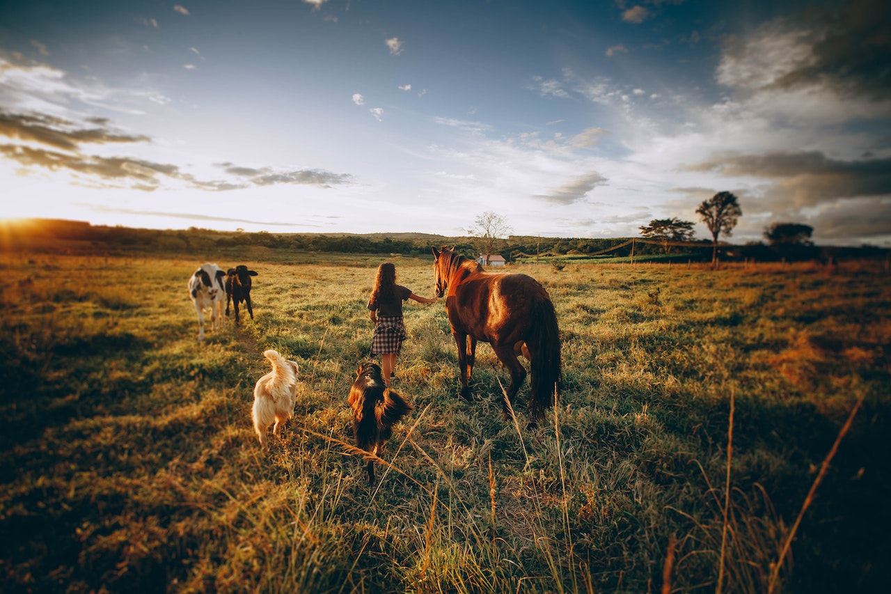 The Best Exotic Pet Breeders in the US, a woman walking with dogs and horses in a meadow