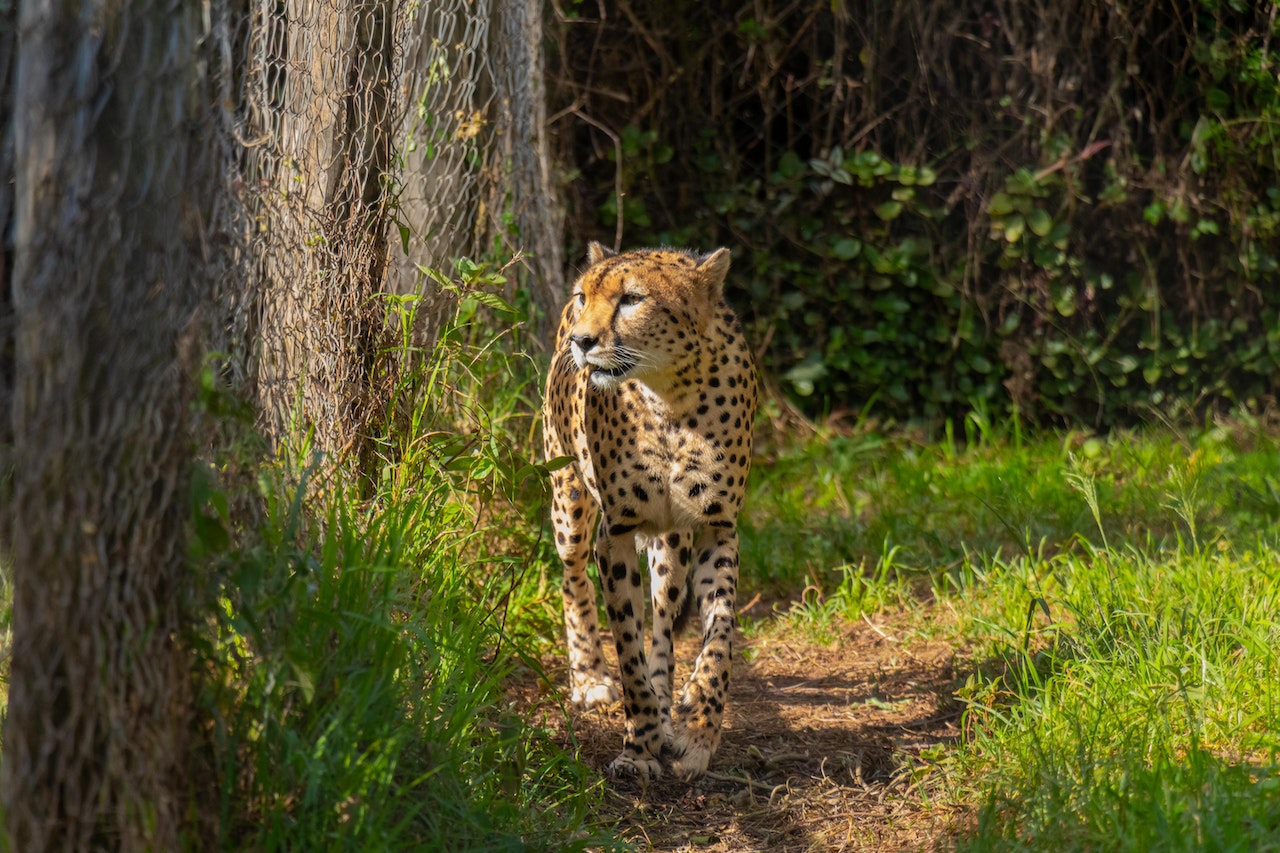 The Ethics of Owning Exotic Pets, a cheetah walking next to a cage