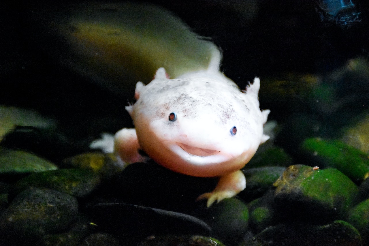 The Top 5 Most Unusual Exotic Pets, an axolotl