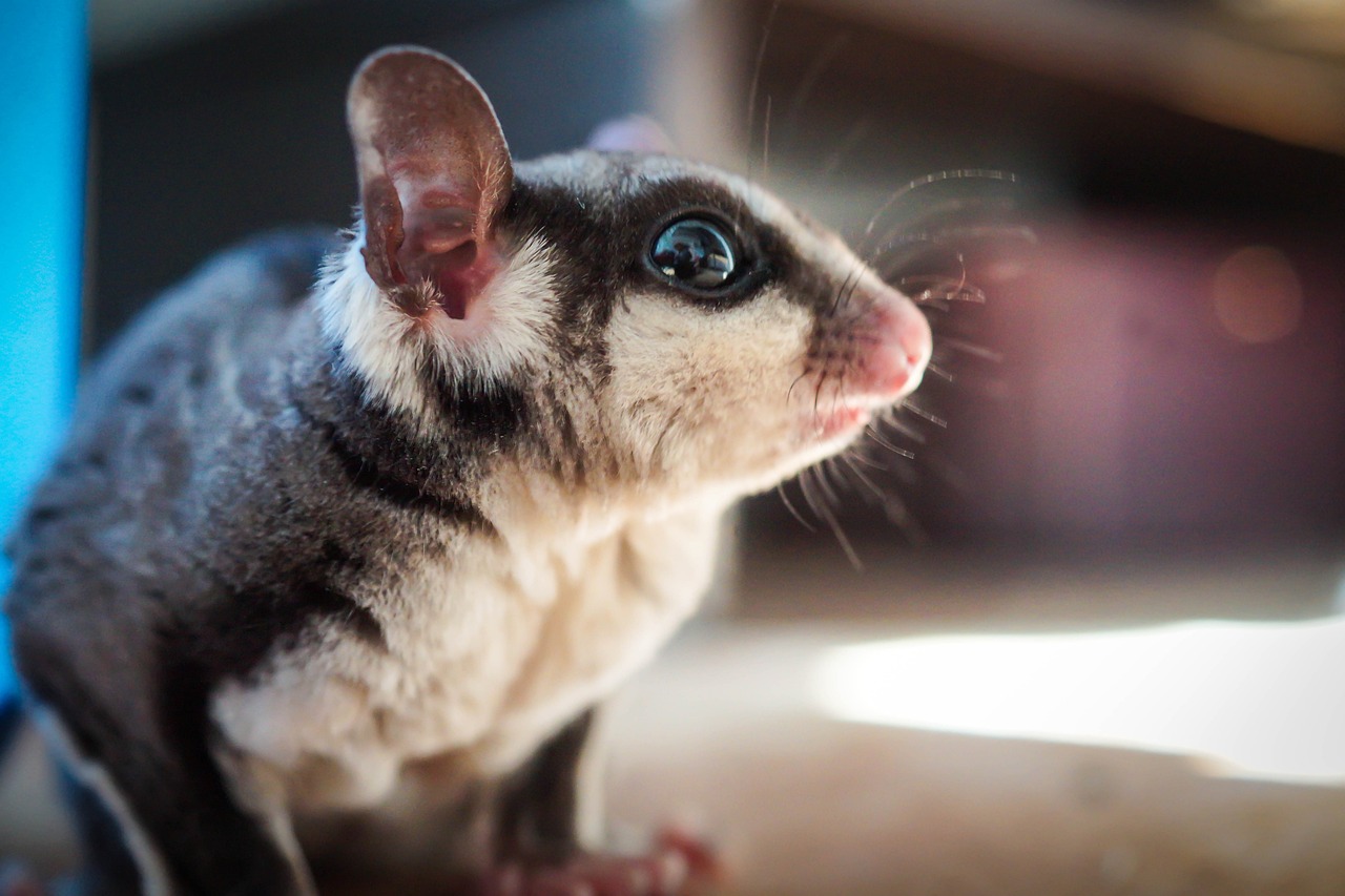 Why Sugar Gliders Make Great Pets, a close-up shot of a suger glider