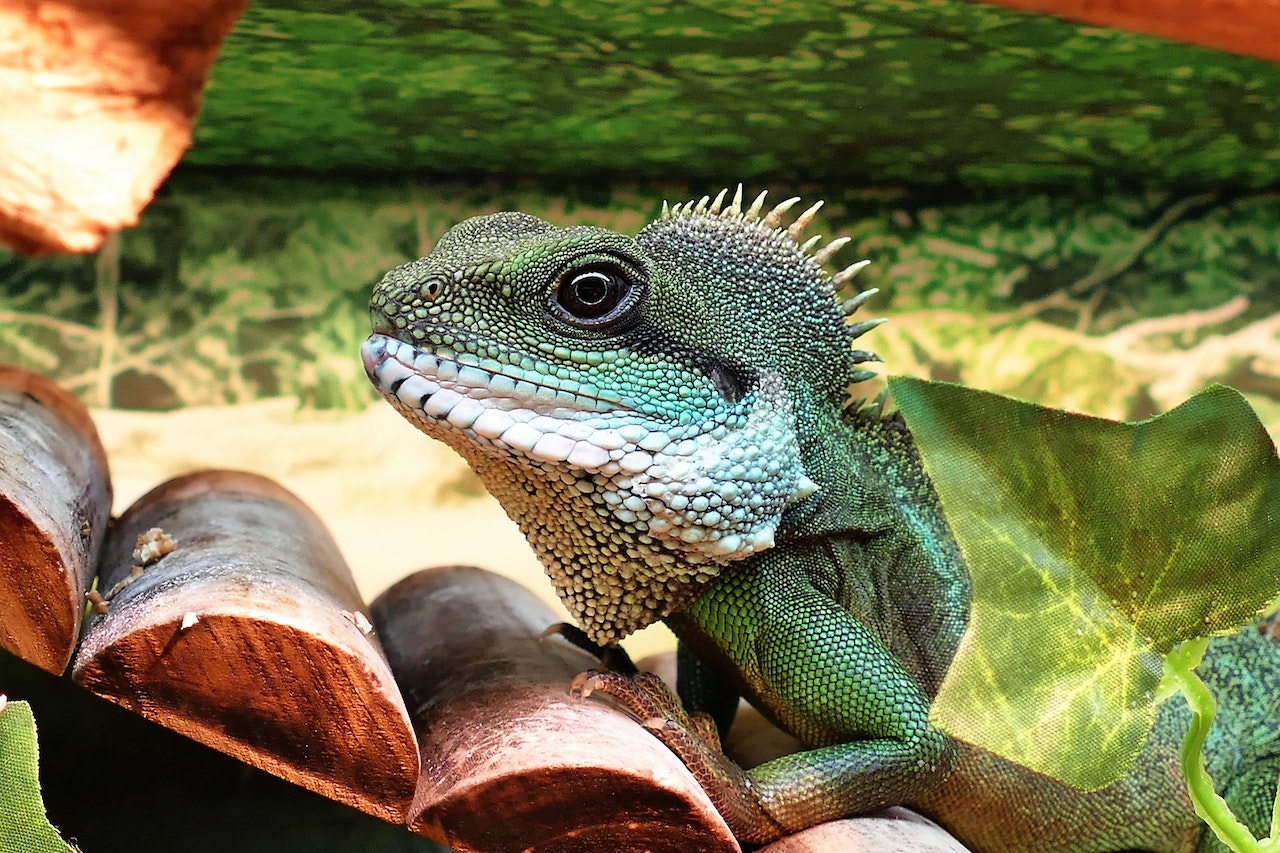 Best Exotic Pet Websites The Top 5 for Your Unique Pet Needs, a close up of a green pagoda