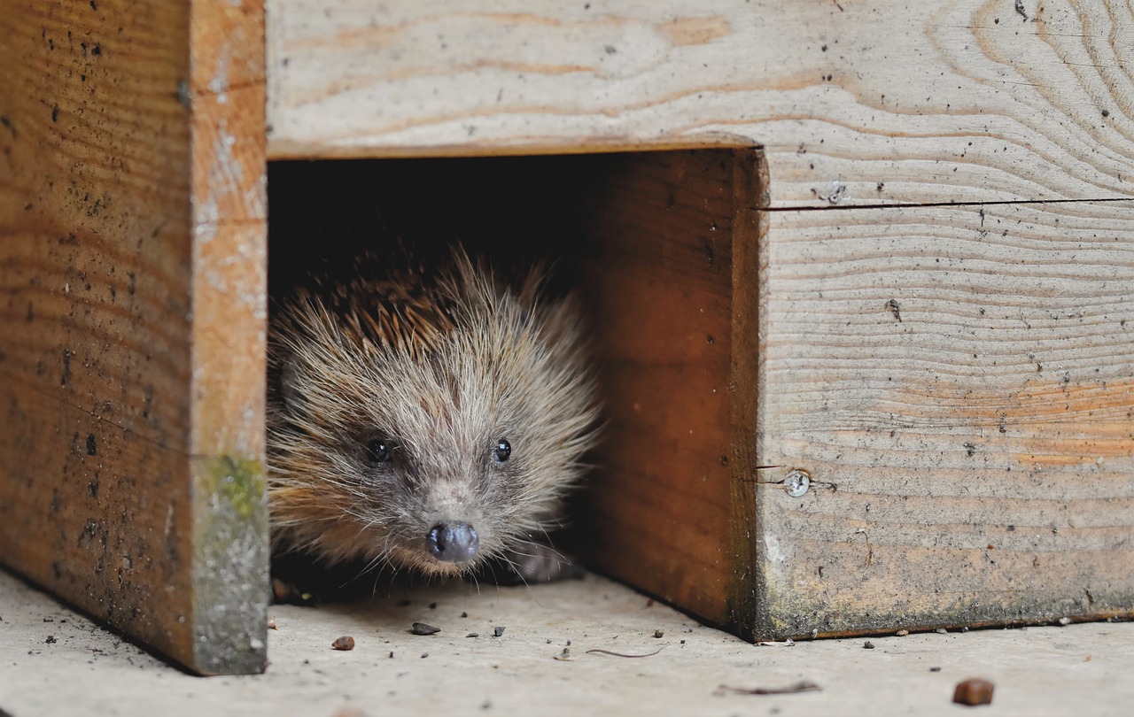 Best Exotic Pets for Small Spaces Top Options for Your Tiny Home, a hedgehog in a tiny house