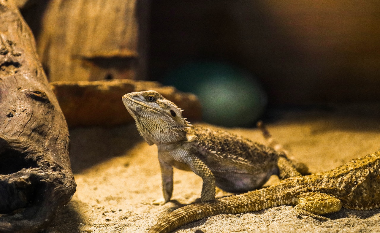 Discover The Top 10 Most Popular Exotic Pets [+ Characteristics], a bearded dragon