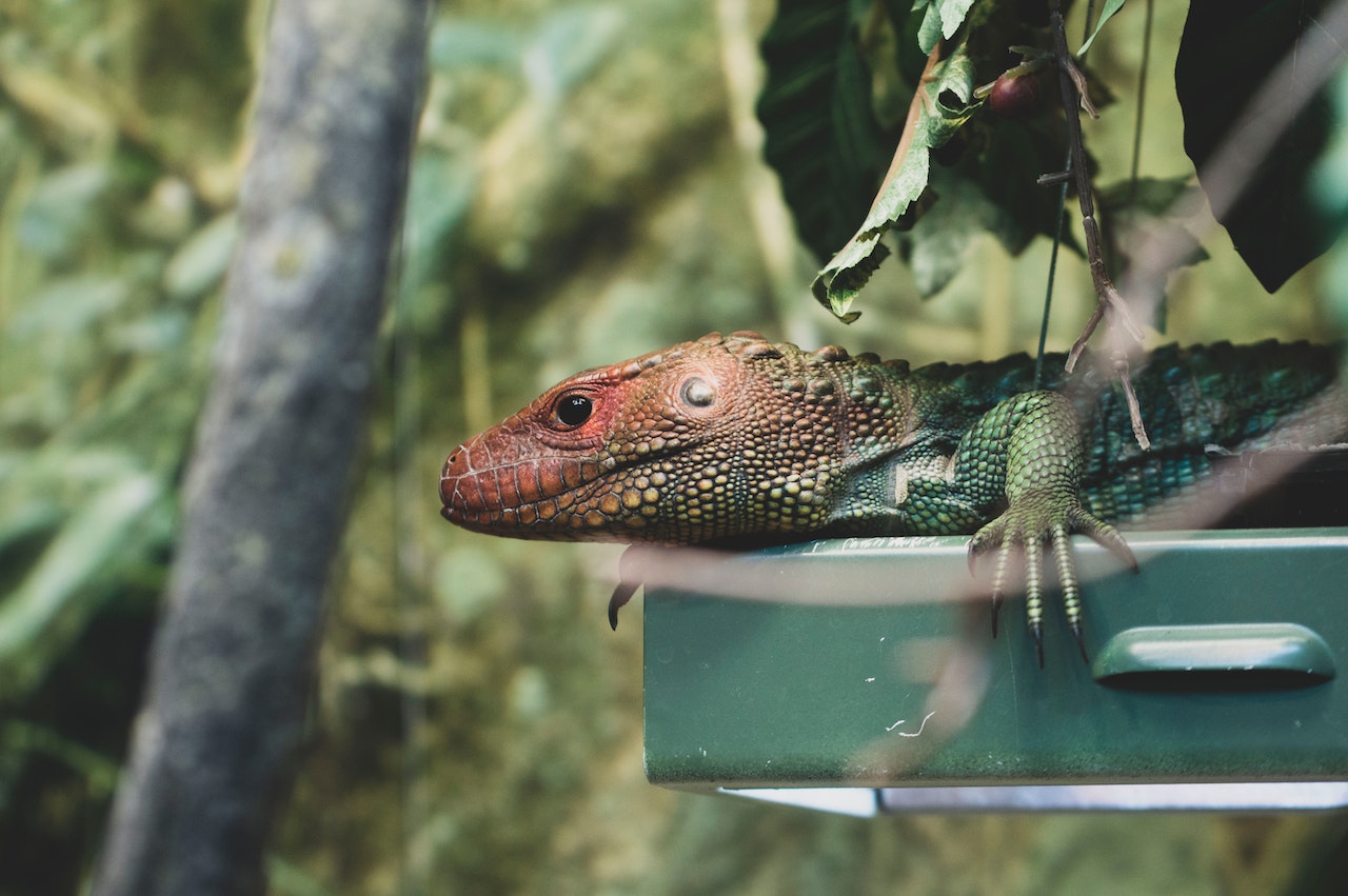 Exotic Pet Lifestyle Choice How to Choose the Right Pet for You, a green and brown lizard