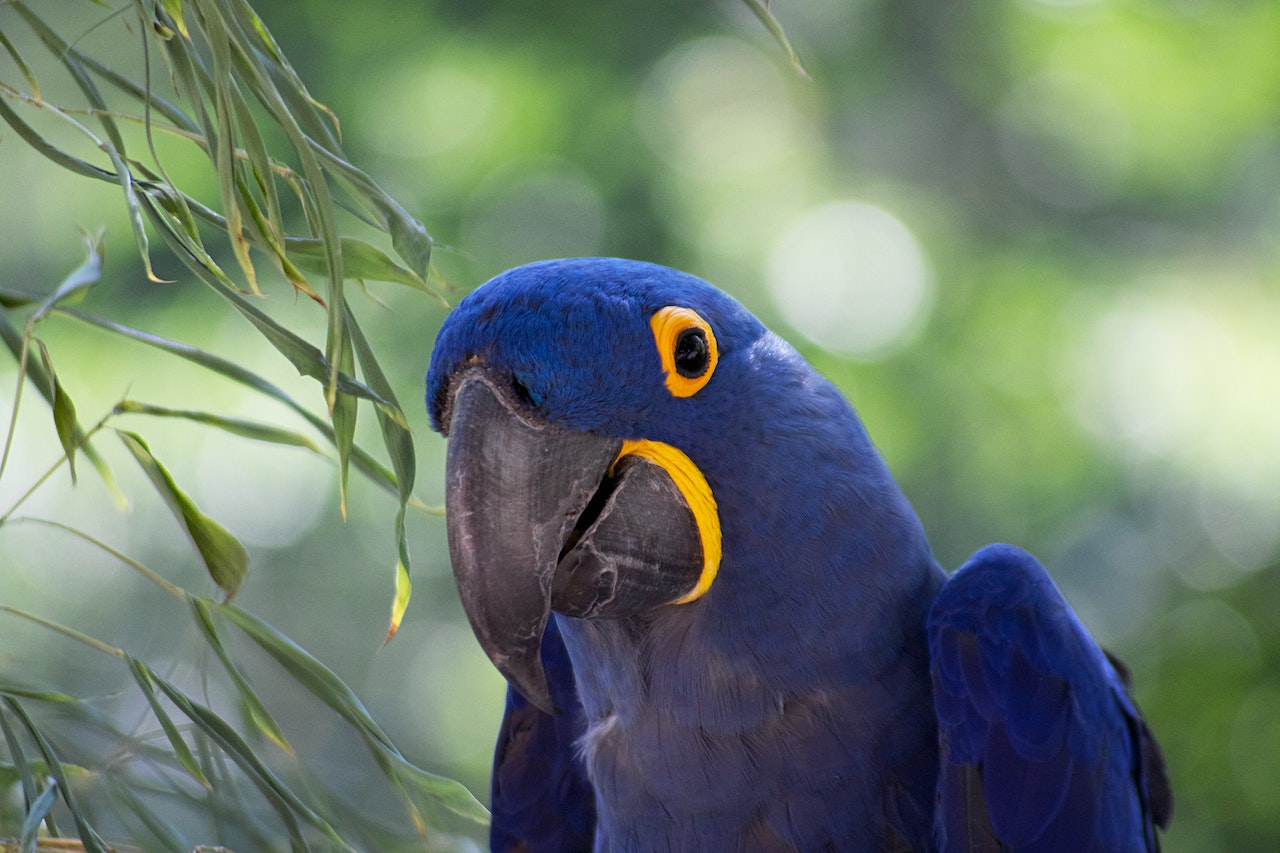 Exposing the Truth The Top 5 Exotic Pet Myths Debunked, a parrot on a tree