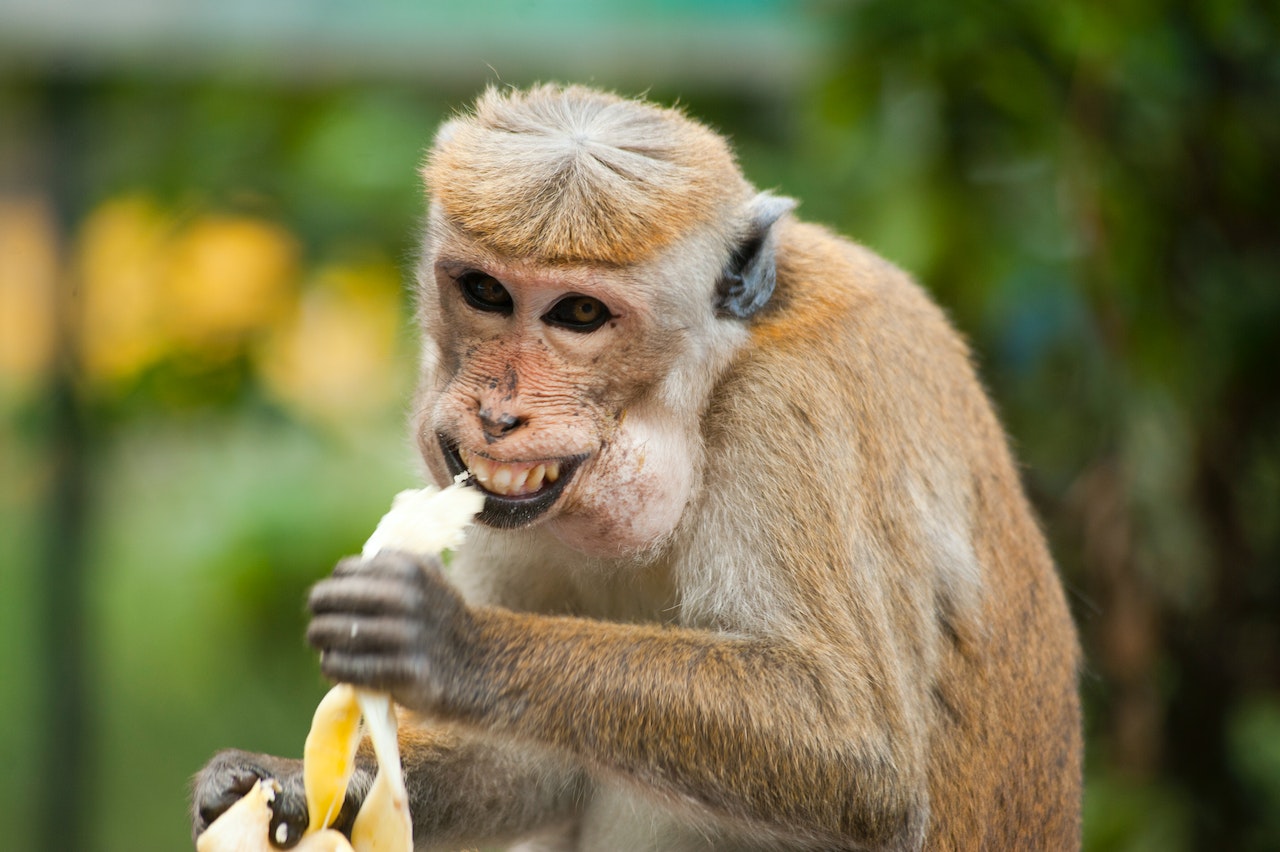 How to Create a Balanced Diet for Your Exotic Pet Helpful Tips, a monkey eating a banana