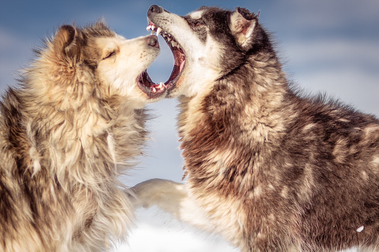 How to Deal With an Aggressive Exotic Pet Early Signs and More, wolves fighting each other