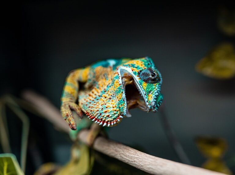 How to Groom Your Exotic Pet: The Ultimate Guide