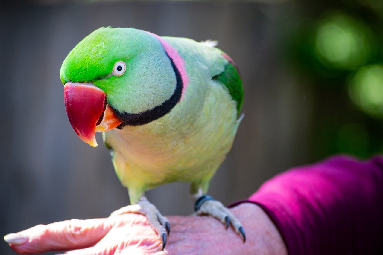How to Socialize Your Exotic Pet A Beginner's Guide, a parrot on someones hand
