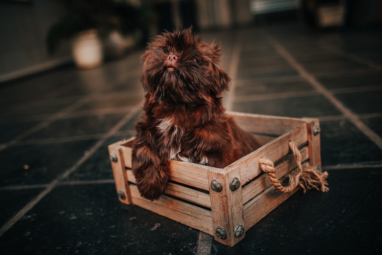 How to Train Your Exotic Pet to Use a Litter Box [+ Practical Tips], a fluffy puppy in a box