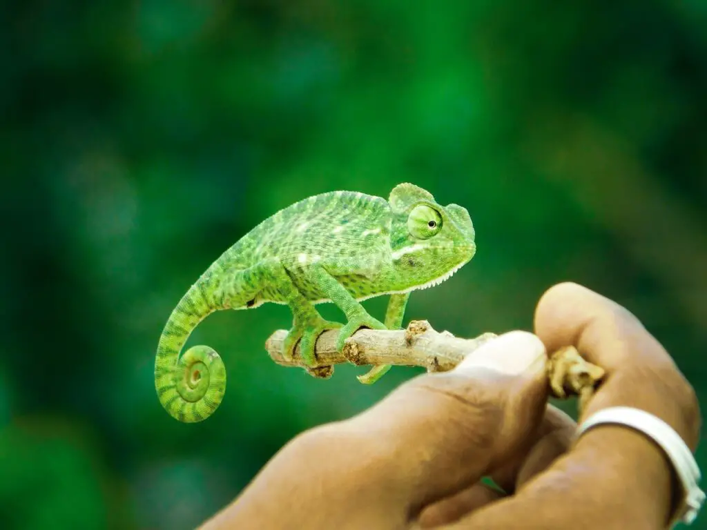 Reptile Ownership Benefits Why Owning a Reptile is Worthwhile, a green chameleon on a little branch