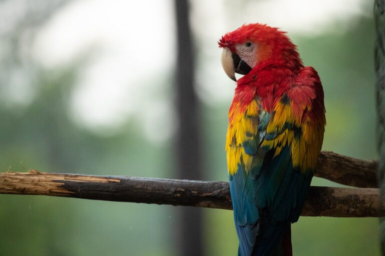 The Pros and Cons of Owning a Parrot: A Comprehensive Guide