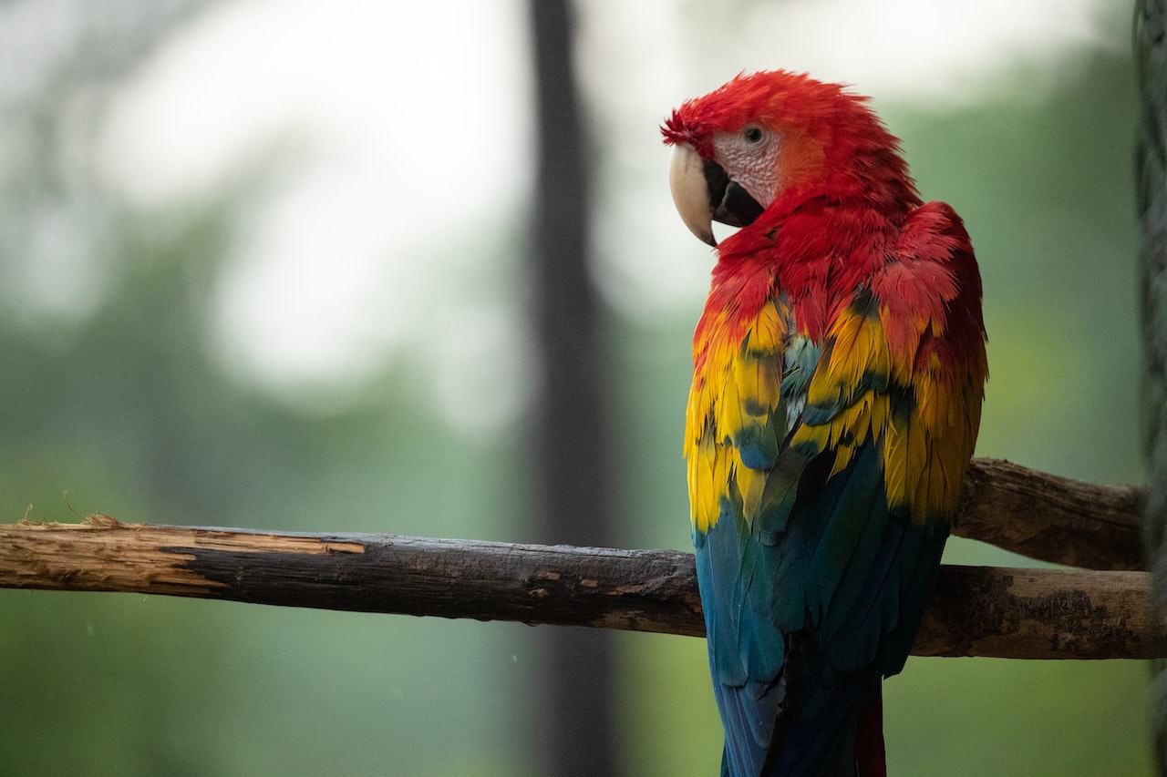 The Pros and Cons of Owning a Parrot A Comprehensive Guide, a parrot on a branch