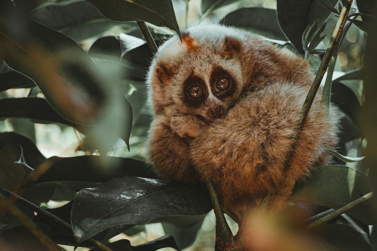 Unique Exotic Pets The Most Unheard Of Options, a slow loris on a branch