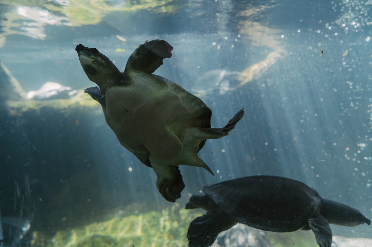 Aquatic Exotic Pet Behavior - Finally Decoding the Mystery, two turtles in an aquarium