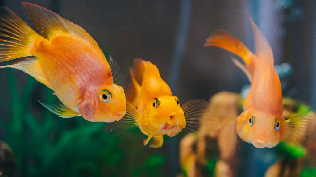 Aquatic Exotic Pets Breeding Guide Dive Deep into the Art, several goldfish in a fish tank