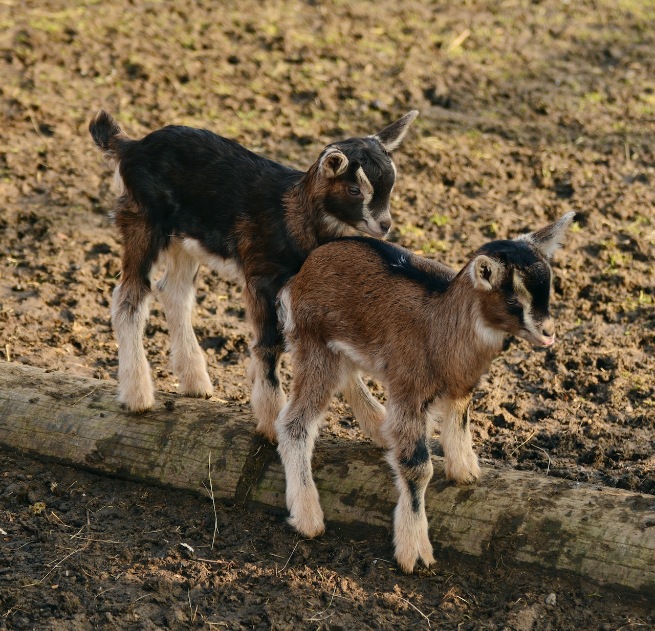 Exotic Pet Breeding Ethics A Comprehensive Guide [+ FAQs], two goats in a field