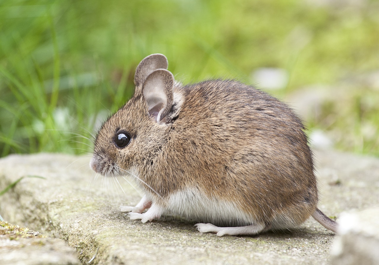 Exotic Small Mammal Care Tips - Ultimate Guide for Pet Owners, a little mouse outside