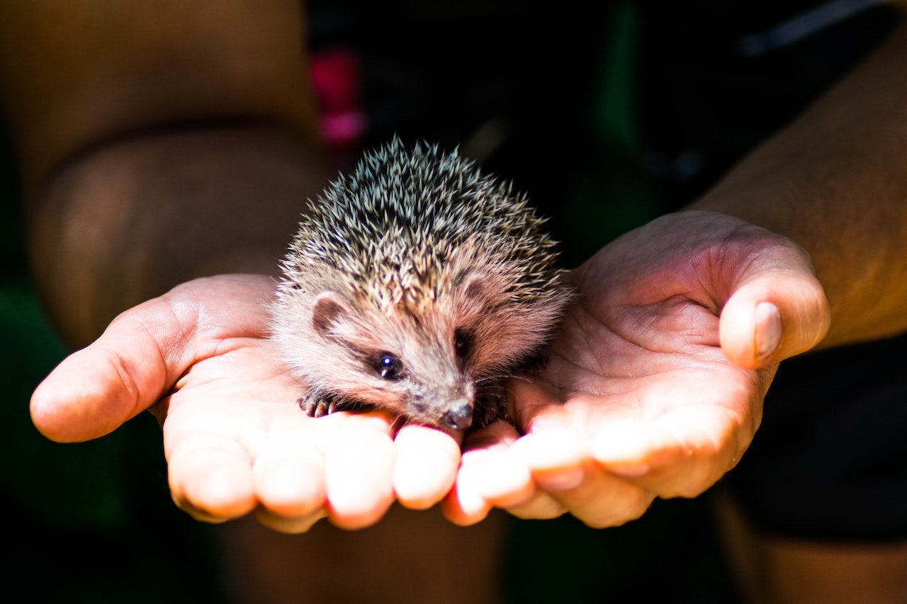 Exotic Small Mammals Breeds The Top 13 Most Fascinating Ones, a small hedgehog in someones hands