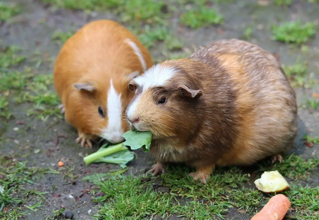 Exotic Small Mammals Nutritional Guide [Your Ultimate Resource], two guinea pigs eating veggies