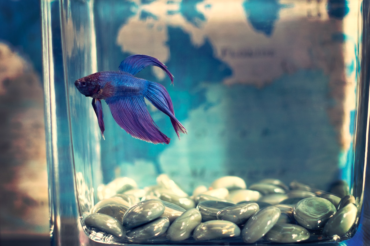 Explore the Fascinating World of Aquatic Exotic Pets Popular Picks, a purple betta fish in a water tank