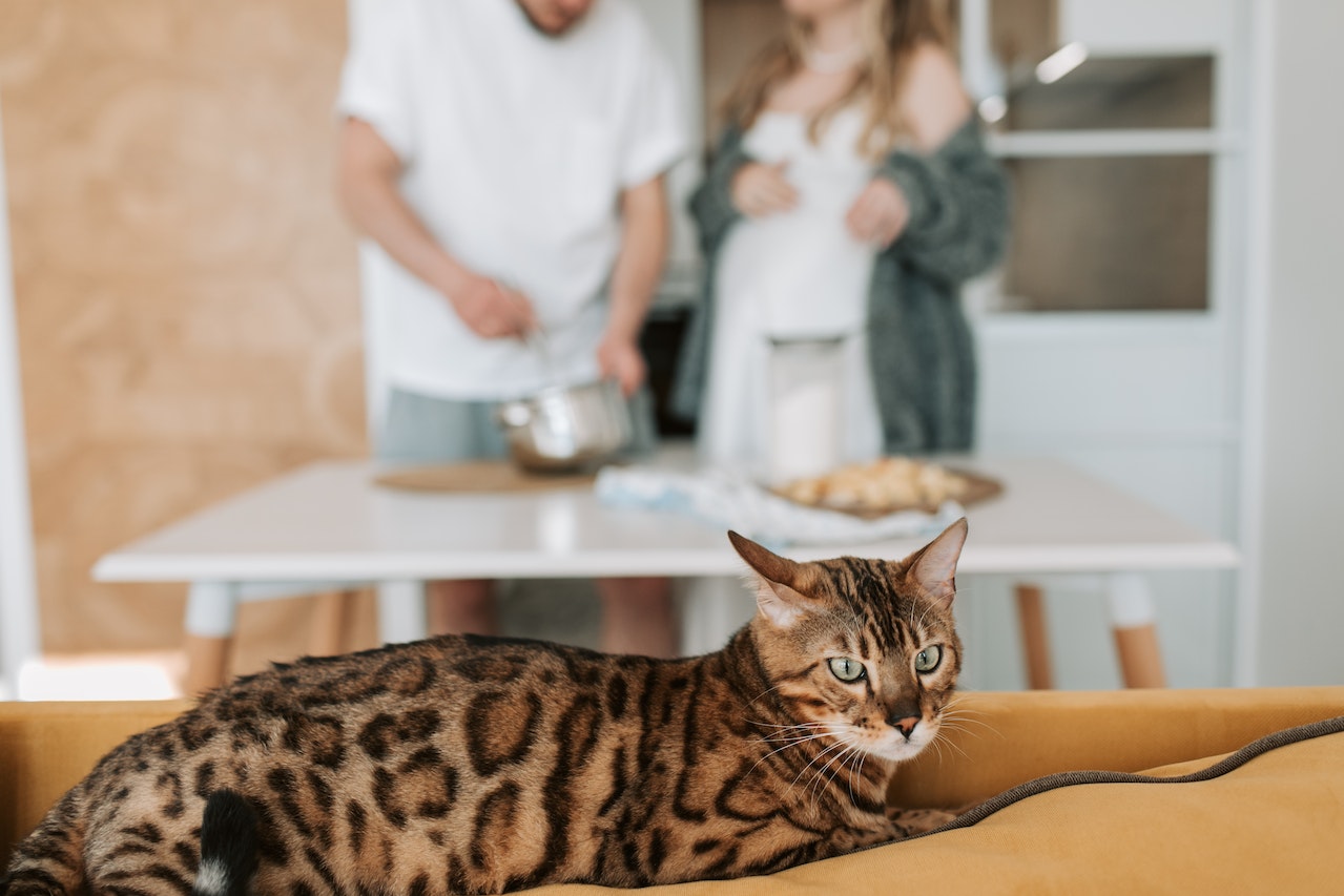 Unusual Exotic Pet Cat Breeds Find the Most Unique Feline Types, a bengal cat laying