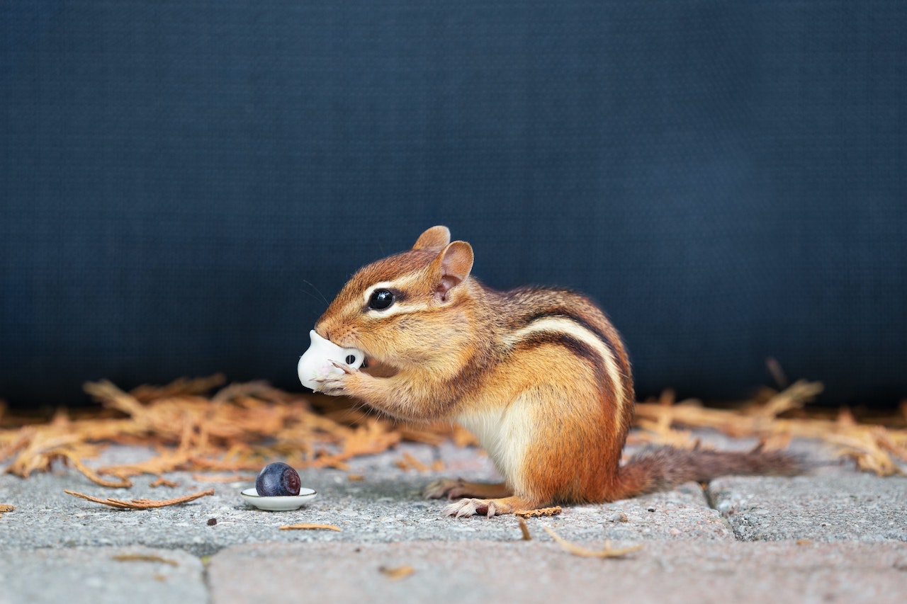 Creating the Perfect Habitat for Your Exotic Pet, a little chipmunk drinking from a cup