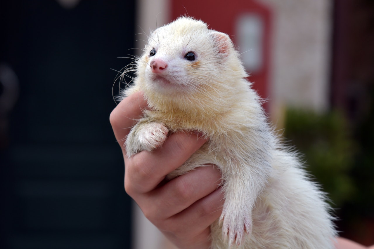 Find Your Perfect Exotic Small Mammal Companion, someone holding a white ferret in their hand